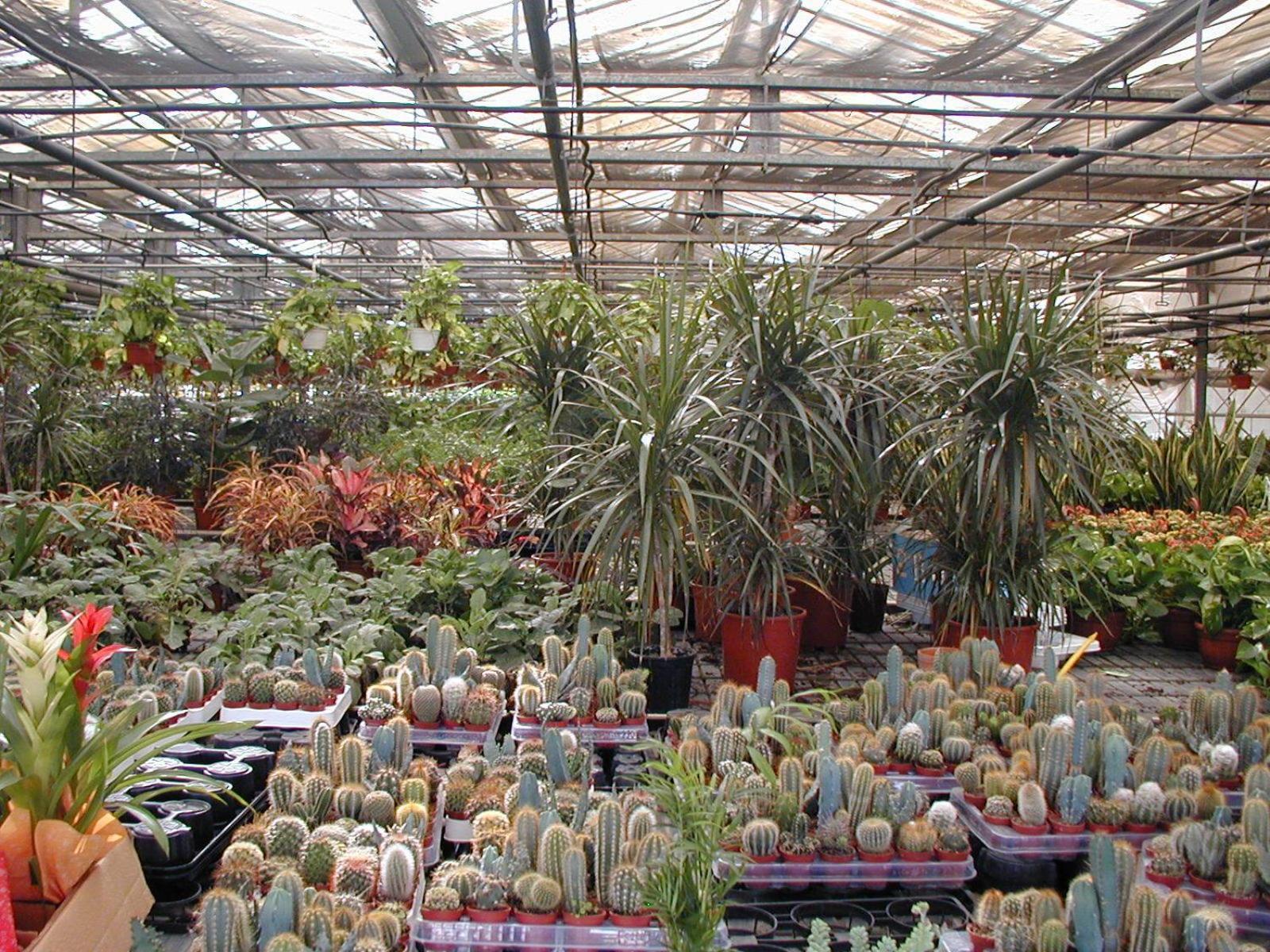 Societa Agricola Mg Florplant Villa Francavilla Marittima Eksteriør bilde