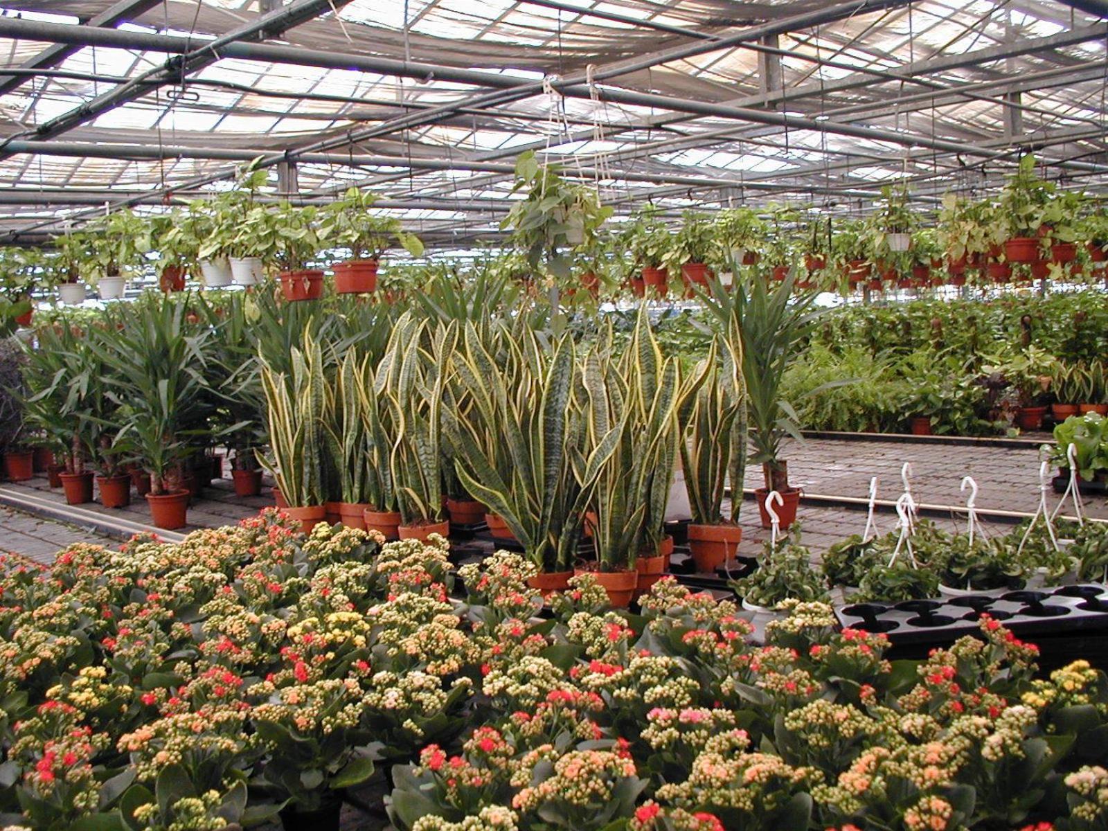 Societa Agricola Mg Florplant Villa Francavilla Marittima Eksteriør bilde